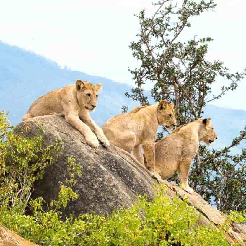 Kenya 5 Nights 6 Days Itinerary