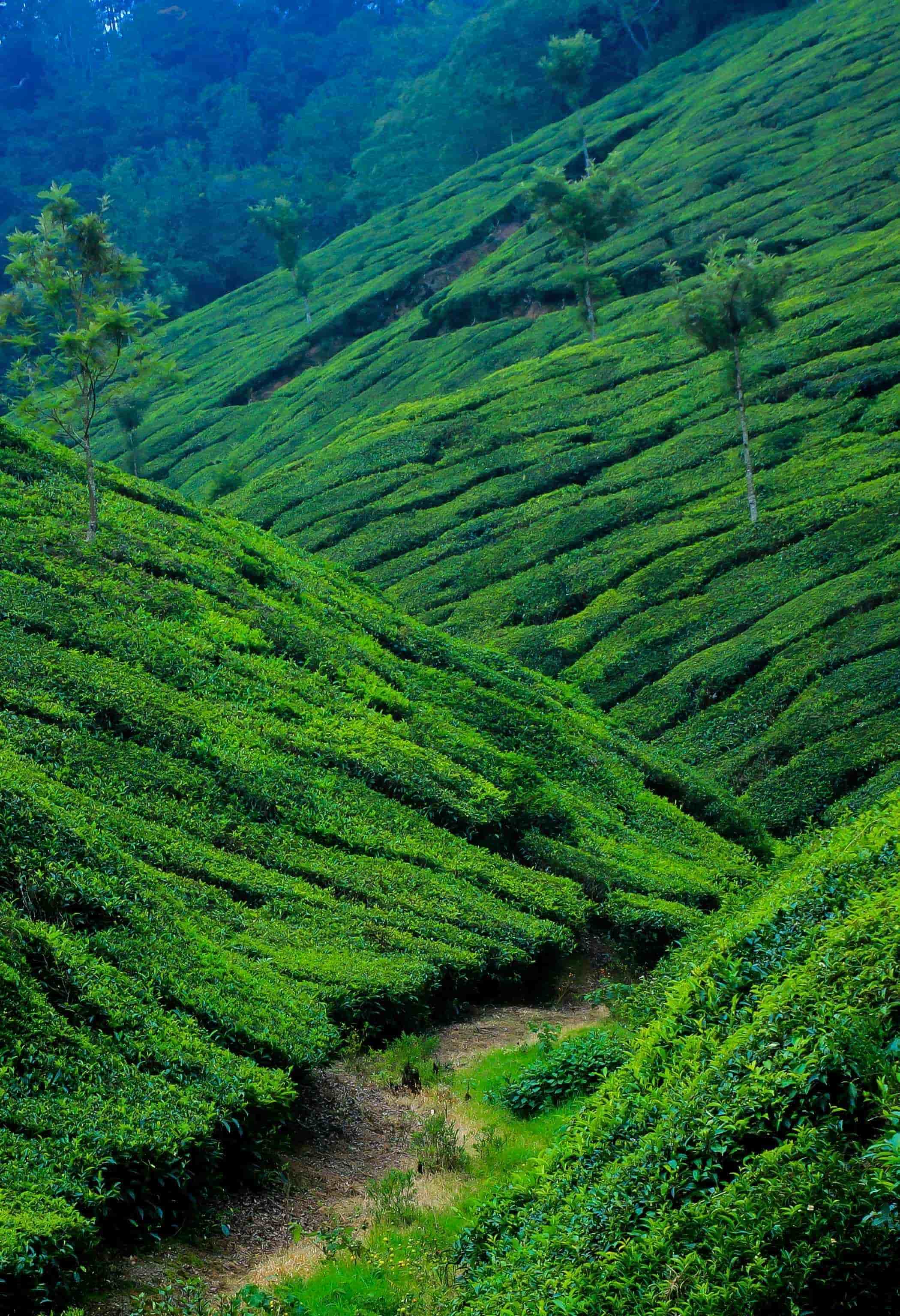 Kerala 3 Night 4 Days 